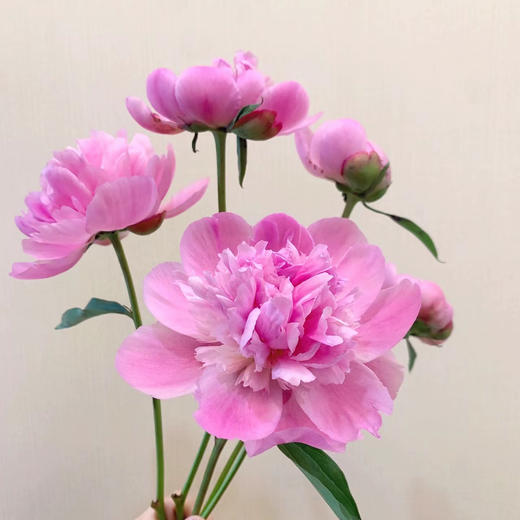 四川芍药丨粉重瓣丨10支 商品图3