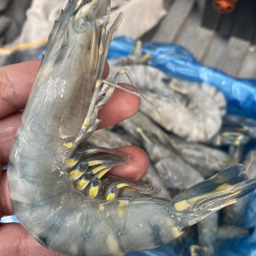 降价15块钱啦。仅有5天活动【产地直发 图确实丑 但虾很好很新鲜】黑虎虾，以口感取胜，黑虎虾优点就是口感好，属于甜鲜甜鲜的， 商品图1