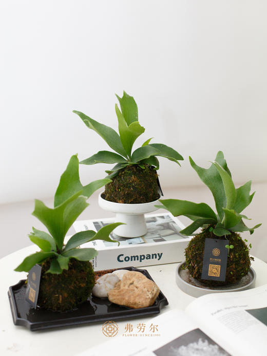 苔藓球鹿角蕨 商品图0