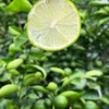 『无籽香水青柠檬』塔希提品种，肉厚水润，鲜酸可口，芳香四溢 商品缩略图2