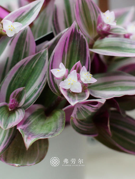 油画婚礼 商品图1