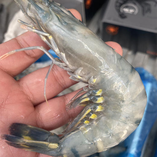 降价15块钱啦。仅有5天活动【产地直发 图确实丑 但虾很好很新鲜】黑虎虾，以口感取胜，黑虎虾优点就是口感好，属于甜鲜甜鲜的， 商品图0