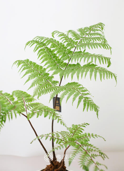 银色盆-红鳞蕨 商品图1