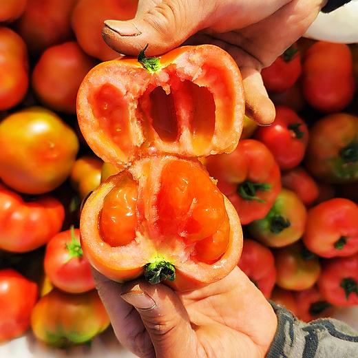 【活动】新疆吐鲁番草莓西红柿  一款能当水果吃的西红柿  新疆番茄 商品图5