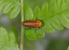 2024-5 综合阅读 雷氏萤 成虫 野外