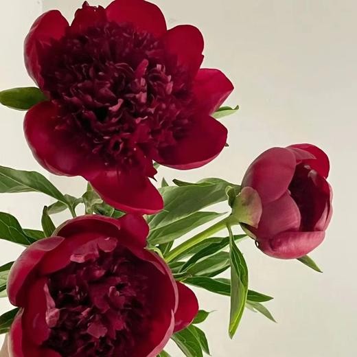 芍药丨红色魅力 商品图1