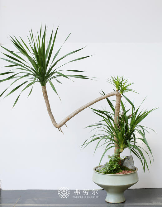 龙血树 商品图0