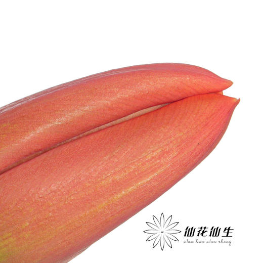 国产郁金香 | 橙汁 商品图2