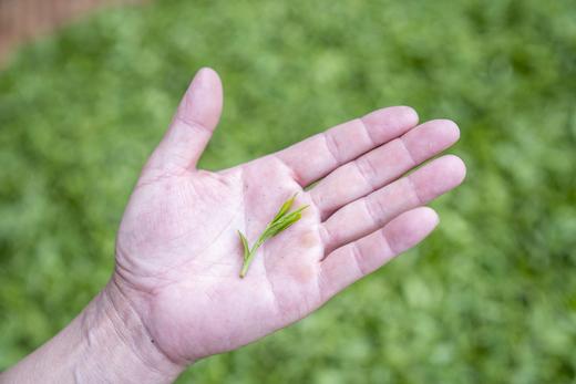 25年新茶 | 西湖龙井明后茶 来自龙坞产区 性价比高 商品图8