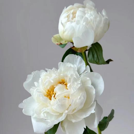 芍药丨奶油碗 商品图1