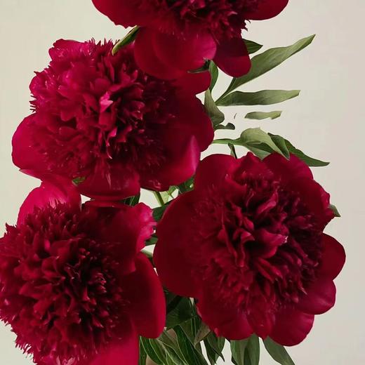 芍药丨红色魅力 商品图0
