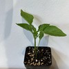 JF 羊角椒苗儿 商品缩略图0