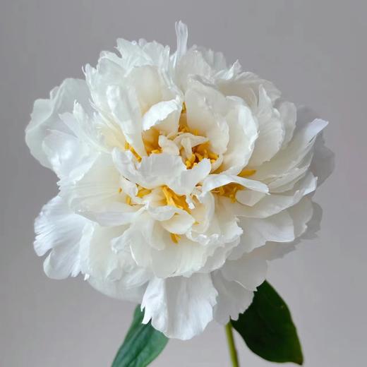 芍药丨奶油碗 商品图2