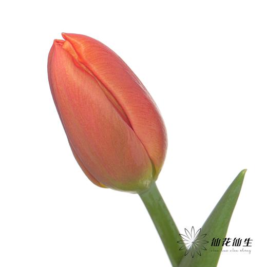 国产郁金香 | 橙汁 商品图3