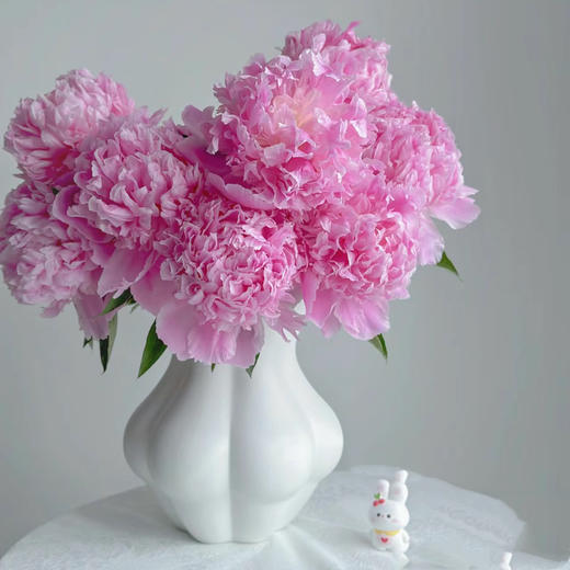 芍药丨蓝富士｜买一送一 商品图2