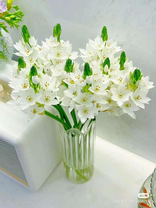 圣心百合，10支/束，白色黄色随机 商品图0