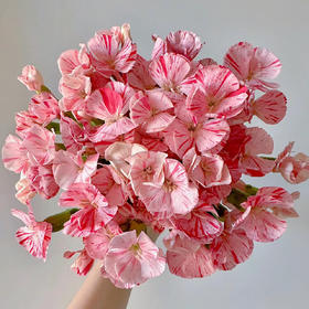 草莓多丁多头康乃馨丨20支