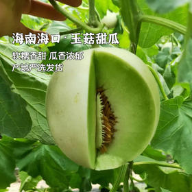 全国包邮 | 【枝悦】山东玉菇甜瓜 冰淇淋 蜜瓜 新鲜水果 非哈密瓜