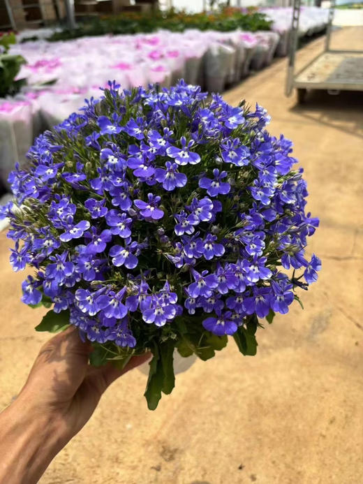 【绿植现货】青花瓷六倍利20（也叫半边莲爆盆小能手 现货，下单即可到店自提） 商品图3