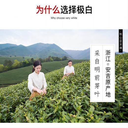 江南茶荟安吉白茶 商务礼盒装2024新茶绿茶 商品图4