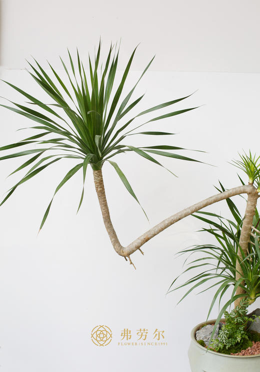 龙血树 商品图1