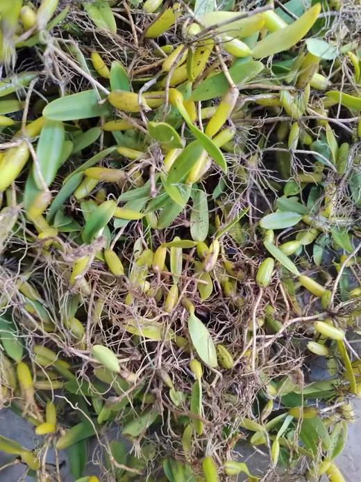 野生石橄榄250g 商品图2