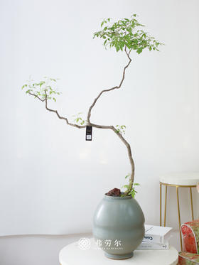 黄荆