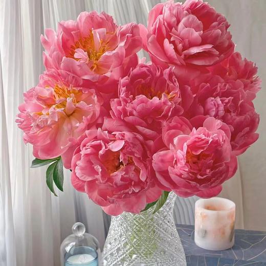 芍药丨落日珊瑚【买一送一】 商品图0