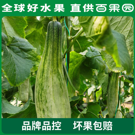 PAGODA百果园 A级-羊角蜜甜瓜4.5斤彩箱装 商品图3