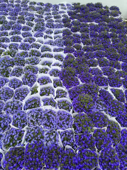 【绿植现货】青花瓷六倍利20（也叫半边莲爆盆小能手 现货，下单即可到店自提） 商品图9