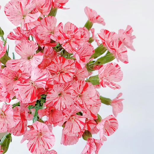 草莓多丁多头康乃馨丨20支 商品图1