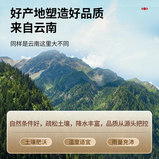 【正宗同仁堂品牌】北京同仁堂 青源堂 三七头 500克  云南精选  拒绝熏硫SY 商品图2