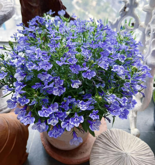 【绿植现货】青花瓷六倍利20（也叫半边莲爆盆小能手 现货，下单即可到店自提） 商品图1