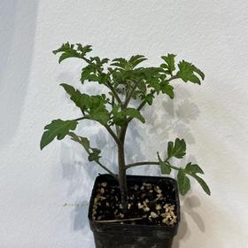 JF 番茄苗🍅