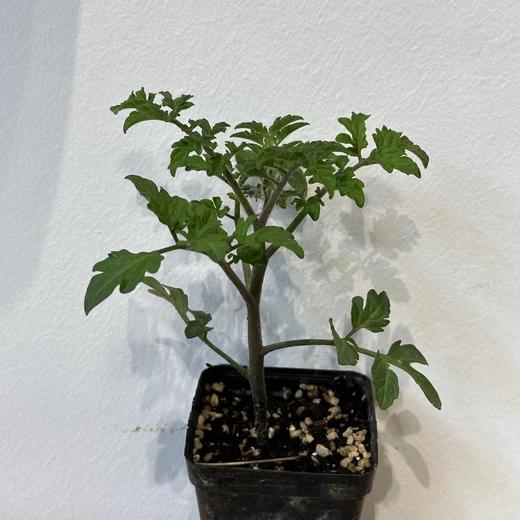 JF 番茄苗🍅 商品图0