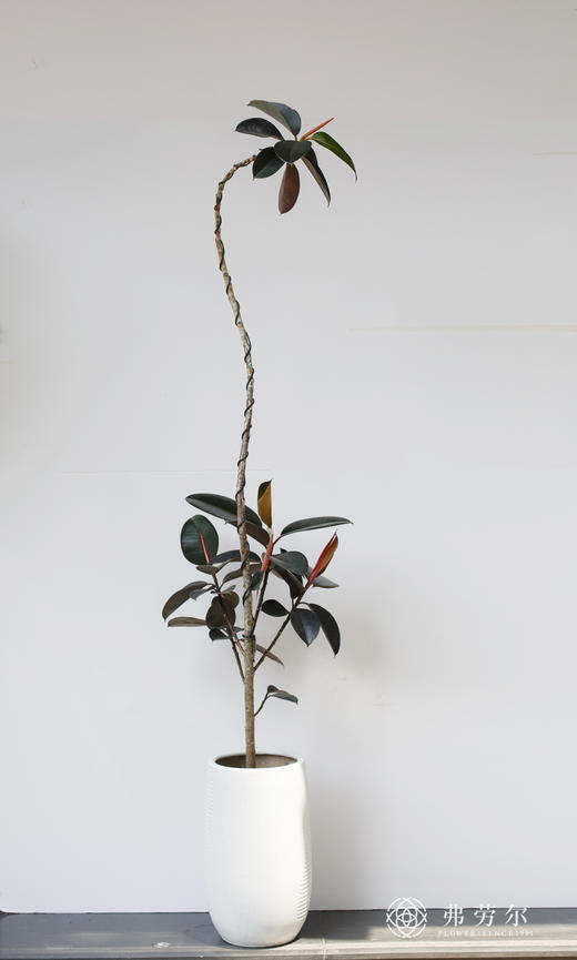 黑金刚 商品图0