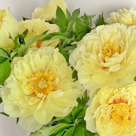 芍药丨芭茨拉 商品图0