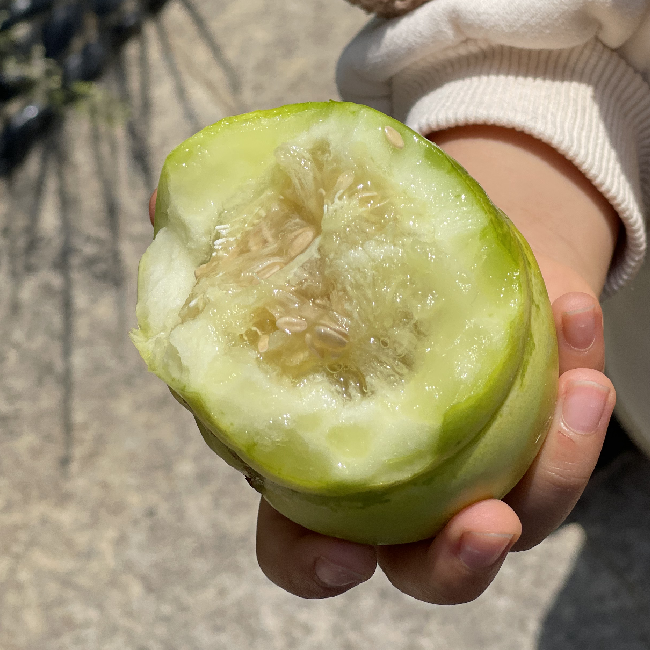 一年一约🍈 马连庄新鲜甜瓜 丨无农残 香甜滋味 记忆里的味道丨通过SGS欧标194项农残检测