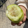 一年一约🍈 马连庄新鲜甜瓜 丨无农残 香甜滋味 记忆里的味道丨通过SGS欧标194项农残检测 商品缩略图0