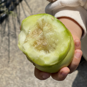 一年一约🍈 马连庄新鲜甜瓜 丨无农残 香甜滋味 记忆里的味道丨通过SGS欧标194项农残检测