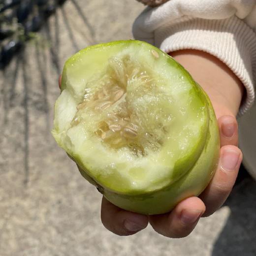 一年一约🍈 马连庄新鲜甜瓜 丨无农残 香甜滋味 记忆里的味道丨通过SGS欧标194项农残检测 商品图0