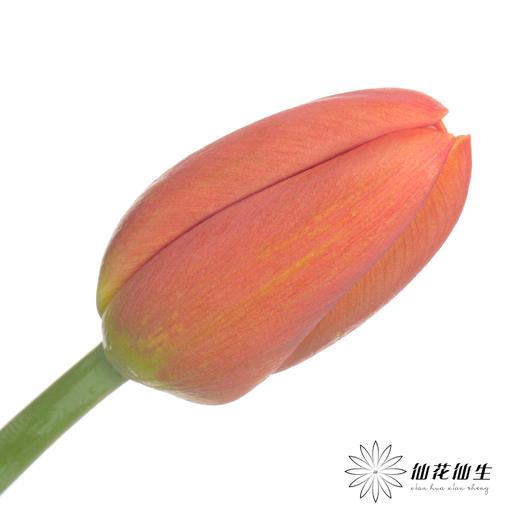 国产郁金香 | 橙汁 商品图0