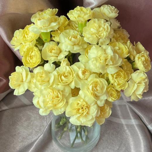黄柠檬多头康乃馨丨20支 商品图3