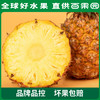 【会员日限量抢购】PAGODA百果园 A级-金钻凤梨（中）3粒彩箱装 商品缩略图4