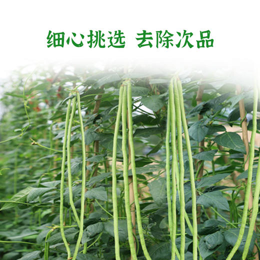 【华中】安徽徽王干豆角250g/盒 商品图4