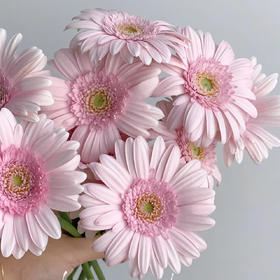 华沙丨品牌弗朗菊丨10支【单拍不发】