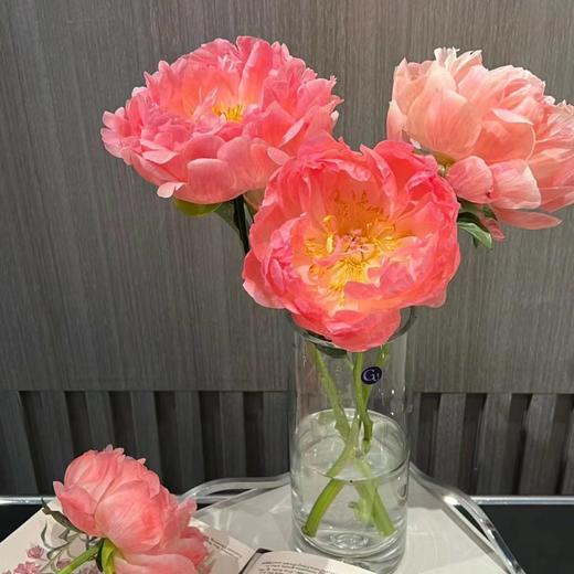 芍药丨落日珊瑚【买一送一】 商品图3
