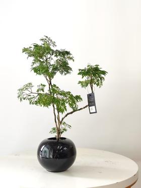 细叶福禄桐