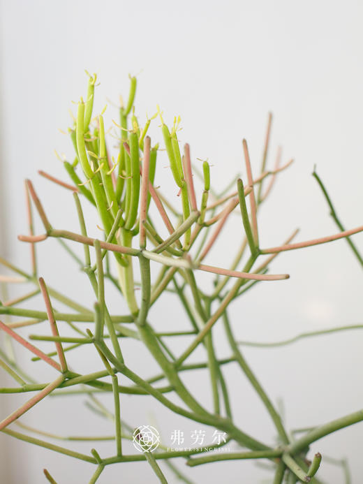 红珊瑚 商品图1