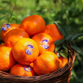 2026年一口爆汁的明日见，晚熟柑橘新贵新品 皮更薄 果肉细嫩 糖度更高 果味更浓郁